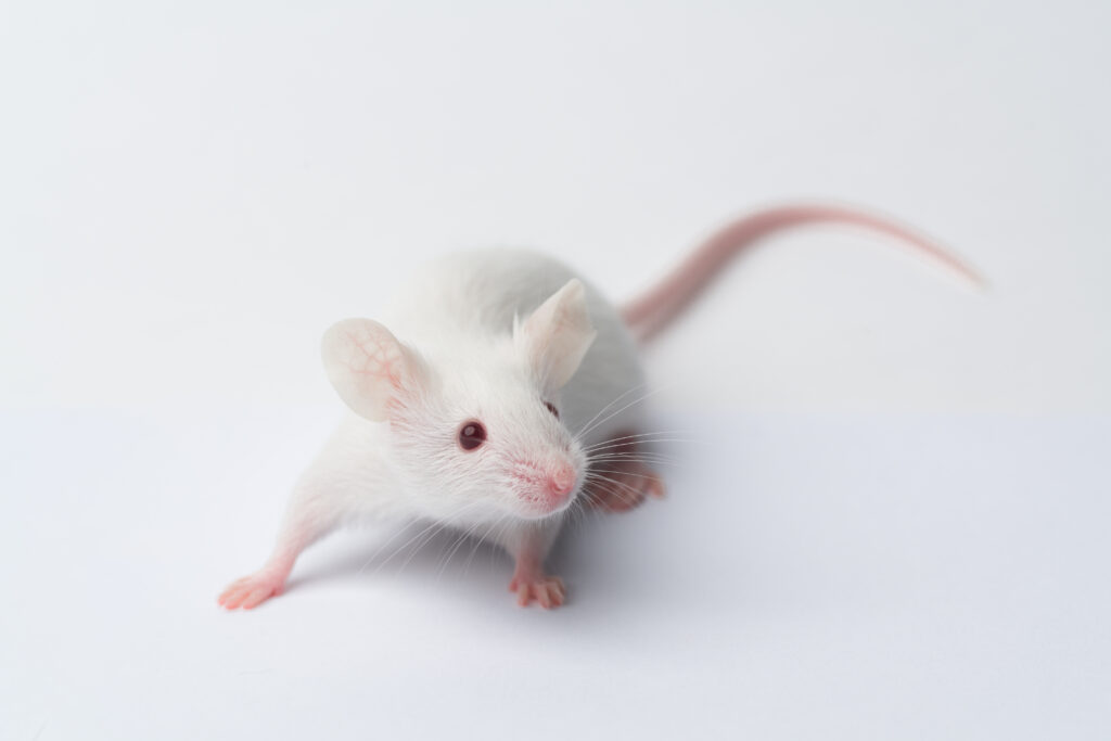 lab animal identification of mice