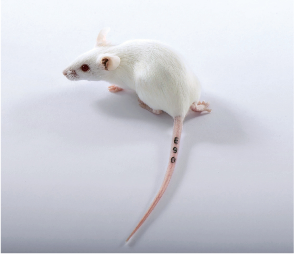 White (Albino) Mouse 
Charles River Laboratories Mice Image sourced from Charles River