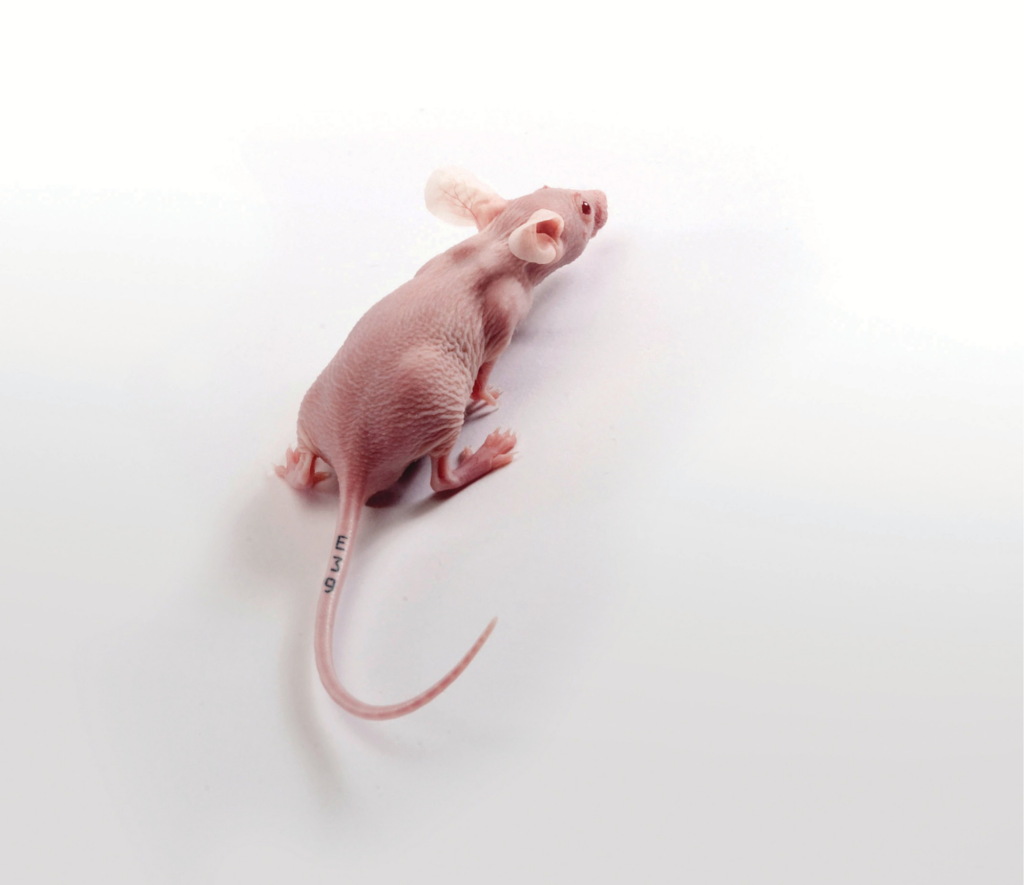 Hairless (Nude) Mouse
Image sourced from Charles River