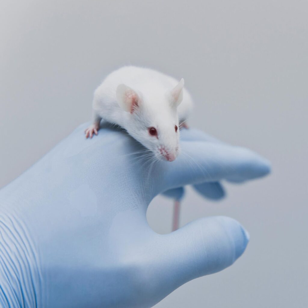 When it comes to mouse ear punching there are significant welfare concerns, including the stress caused by excessive handling and the anxiety associated with the procedure.